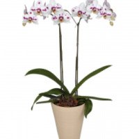 Комнатный цветок орхидея Фаленопсис "Granada"