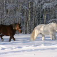 Конные прогулки (Россия, Добрянка)