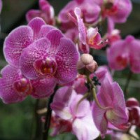 Парк Орхидей и Гибискусов (Малайзия, Куала Лумпур)