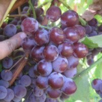 Столово-Технический сорт винограда "Лидия"