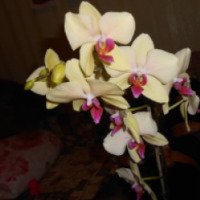 Орхидея "Гибридный Фаленопсис"