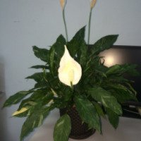 Комнатный цветок "Спатифиллум Джимини"