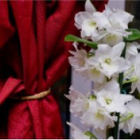 Комнатный цветок Орхидея Дендробиум Нобиле