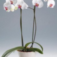 Комнатный цветок Орхидеи Фаленопсис