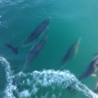 Экскурсия "Наблюдение за дельфинами и китами" 