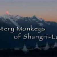 Документальный фильм "Загадочные обезьяны из Шангри-Ла" (2016)