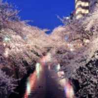 Праздник любования цветами "Ханами" (Япония)