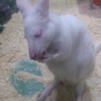 Контактный зоопарк "Белый кенгуру" (Россия, Мытищи)
