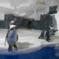 Пингвинарий в парке "Ривьера" (Россия, Сочи)