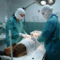 Операция по стерилизации собаки