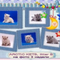 Питомник британских короткошерстных кошек "Arctic Kets" (Россия, Сыктывкар)