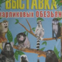 Выставка карликовых обезьян (Украина, Бахмут)