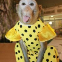 Выставка-зоопарк "Парад обезьян и мир рептилий" (Россия, Тамбов)