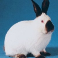 Кролик породы "Калифорнийский"