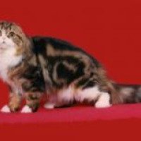Порода кошек "Шотландская вислоухая длинношерстная"