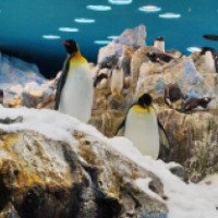 Пингвинарий в Лоро-Парке (Испания, Санта-Крус-де-Тенерифе)