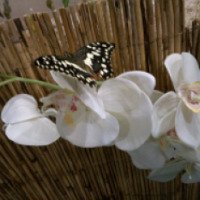 Сад живых бабочек "Історія відкриття" (Украина, Львовская область)