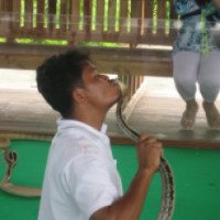Шоу со змеями (Таиланд, Чонбури)