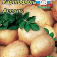 Семена картофеля "Ассоль"