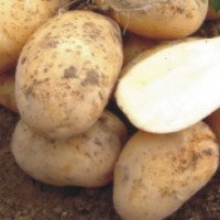 Семенной картофель "Артемис"