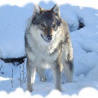 Собака породы "Чешский волчак"
