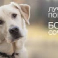 Приют для бродячих собак "Хати" (Россия, самара)