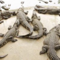 Крокодиловая ферма на Самуи (Таиланд)