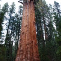 Экскурсия в национальный парк Sequoia 