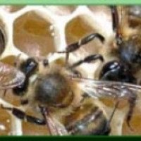 Пчелиное маточное молочко Медовая компания "Медовица"