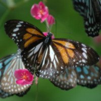 Парк бабочек (Таиланд, Самуи)