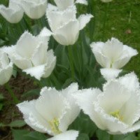Цветок Белый тюльпан