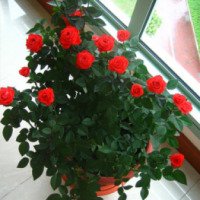 Комнатный цветок "Роза полиантовая"