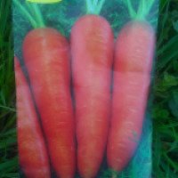 Семена моркови Аграрно промышленный дом Флакке (Королева осени)