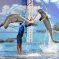 Шоу дельфинов (Таиланд, Паттайя)