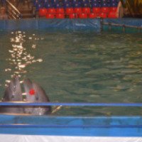 Московский передвижной дельфинарий (Россия, Барнаул)
