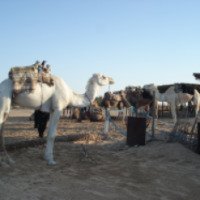 Прогулка на верблюдах по пустыне Сахара (Тунис)