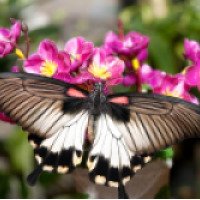 Парк "Мир бабочек" (ЮАР, Стелленбош)