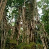 Лес обезьян (Индонезия, остров Бали)