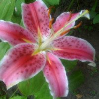 Садовый цветок "Лилия Восточный гибрид"