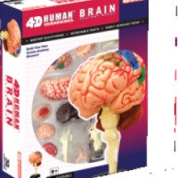 Пазл 4D Master Human Анатомическая модель Мозг