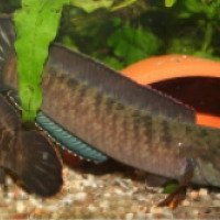 Аквариумная рыбка "Змееголов"