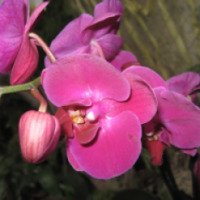 Сад орхидей Никитского ботанического сада 