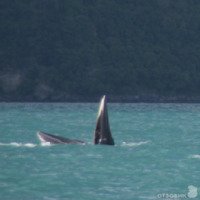 Экскурсия "Встреча с китом" (Таиланд, о. Самуи)