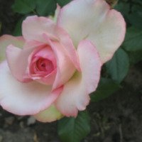 Роза "Дольче Вита"