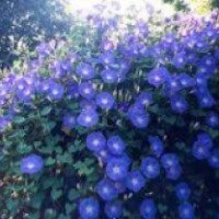 Семена ипомеи пурпурной Элитосорт Семена "Хевенли Блу"