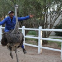 Экскурсия "Катание на страусах" (ЮАР)