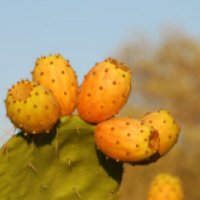 Плоды кактуса