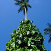 Заповедник Royal Palm Reserve (Ямайка, Негрил)