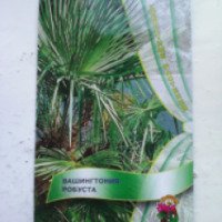 Семена пальмы Поиск "Вашингтония робуста"