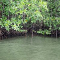 Экскурсия в мангровый лес 